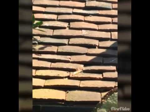 Giant slug. Monster slug