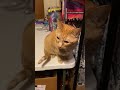 All Orange Cats Share One Single Brain Cell Catladytails