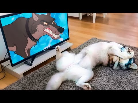 Lustige Tiere reagieren auf "sich selbst" 🤯🐕