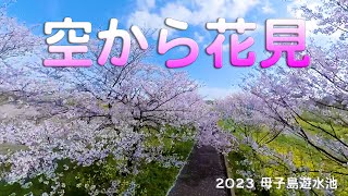 [空から桜花見] 母子島遊水池の桜を空から見てみた！