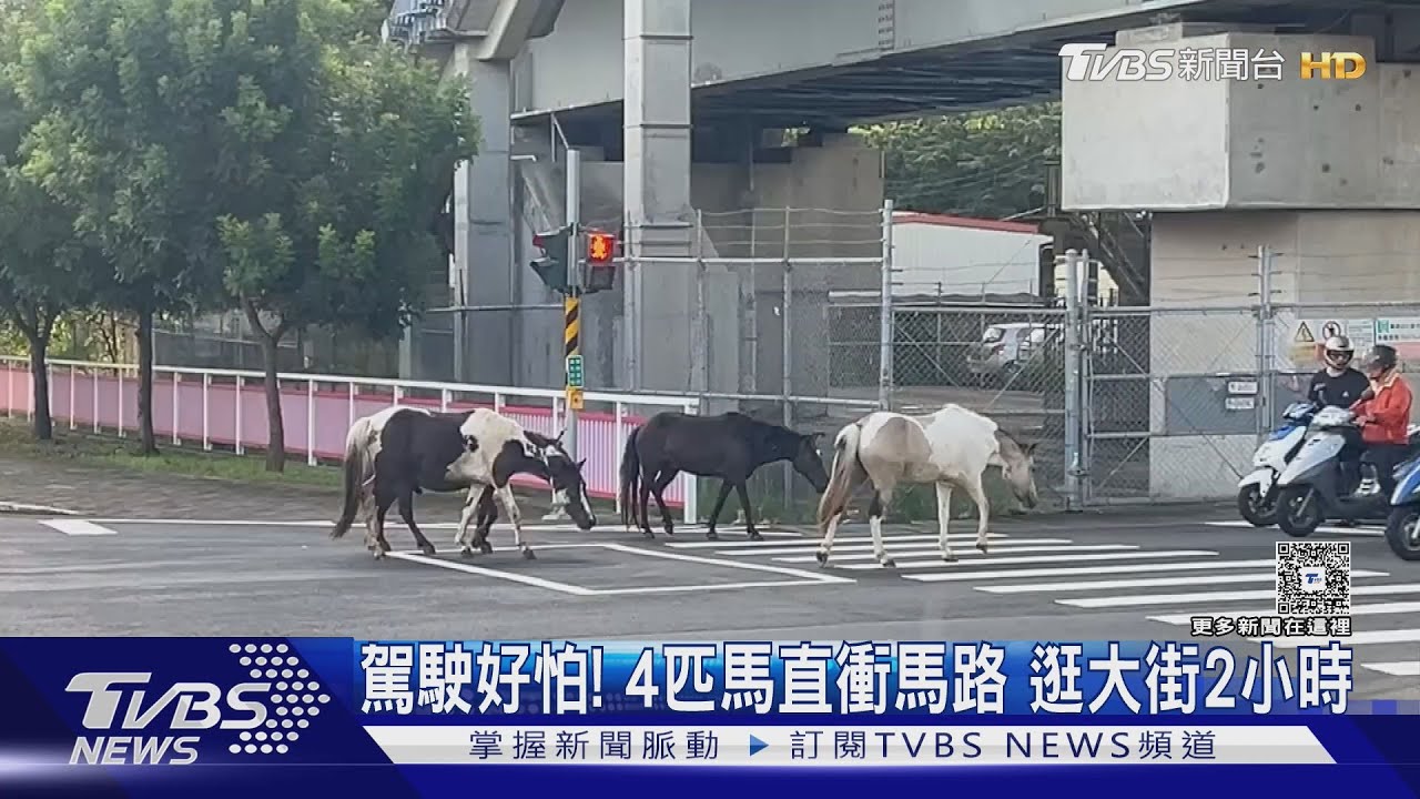新竹4匹馬闖馬路「自由穿梭」1小時 駕駛嚇壞急閃避