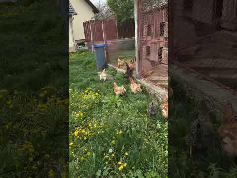 Geta Sterp și Vladimir bagă găinile la loc #shorts