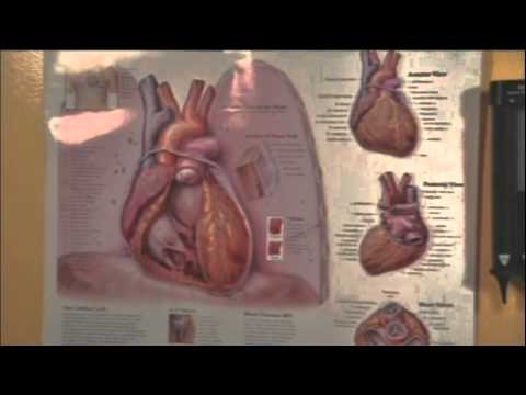 Heart Disease In Children - An Epidemic In The Making