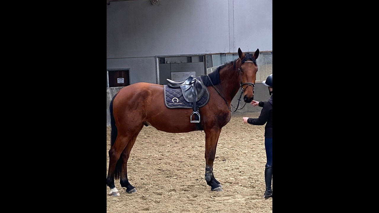 Bambasco vh Bernumhof Z (BAMAKO DE MUZE x JUMPY DE FONTAINES) video 2