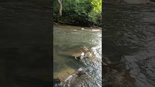 Download lagu Gomu Story | Nuansa Sungai Desa Saya Pagi Hari #shorts mp3 Download lagu Gomu Story | Nuansa Sungai Desa Saya Pagi Hari #shorts mp3