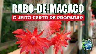 🐵 Rabo-de-Macaco: Aprenda a propagar do JEITO CERTO e Tenha Vários em Casa!🪴