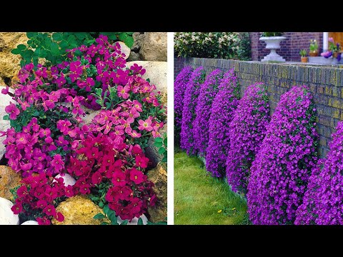 download lagu mp3 mp4 Rock Cress Flower, download lagu Rock Cress Flower gratis, unduh video klip Rock Cress Flower