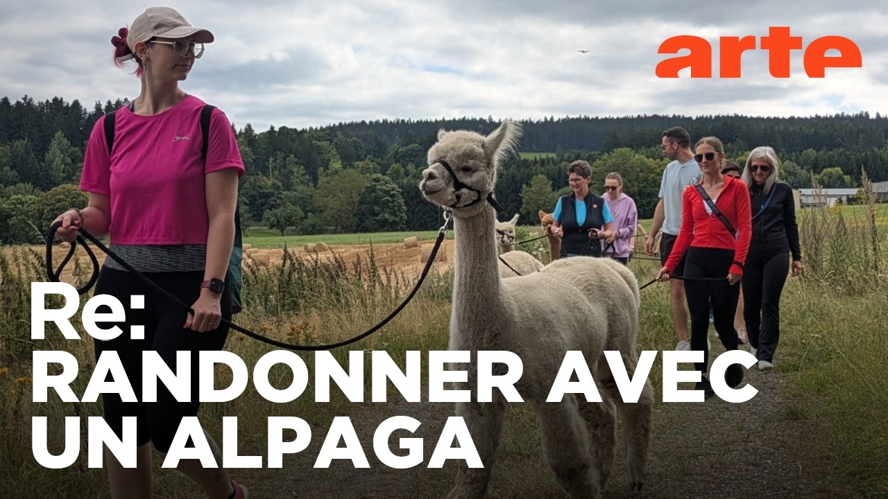 L’alpaga, le nouveau chouchou | ARTE Regards