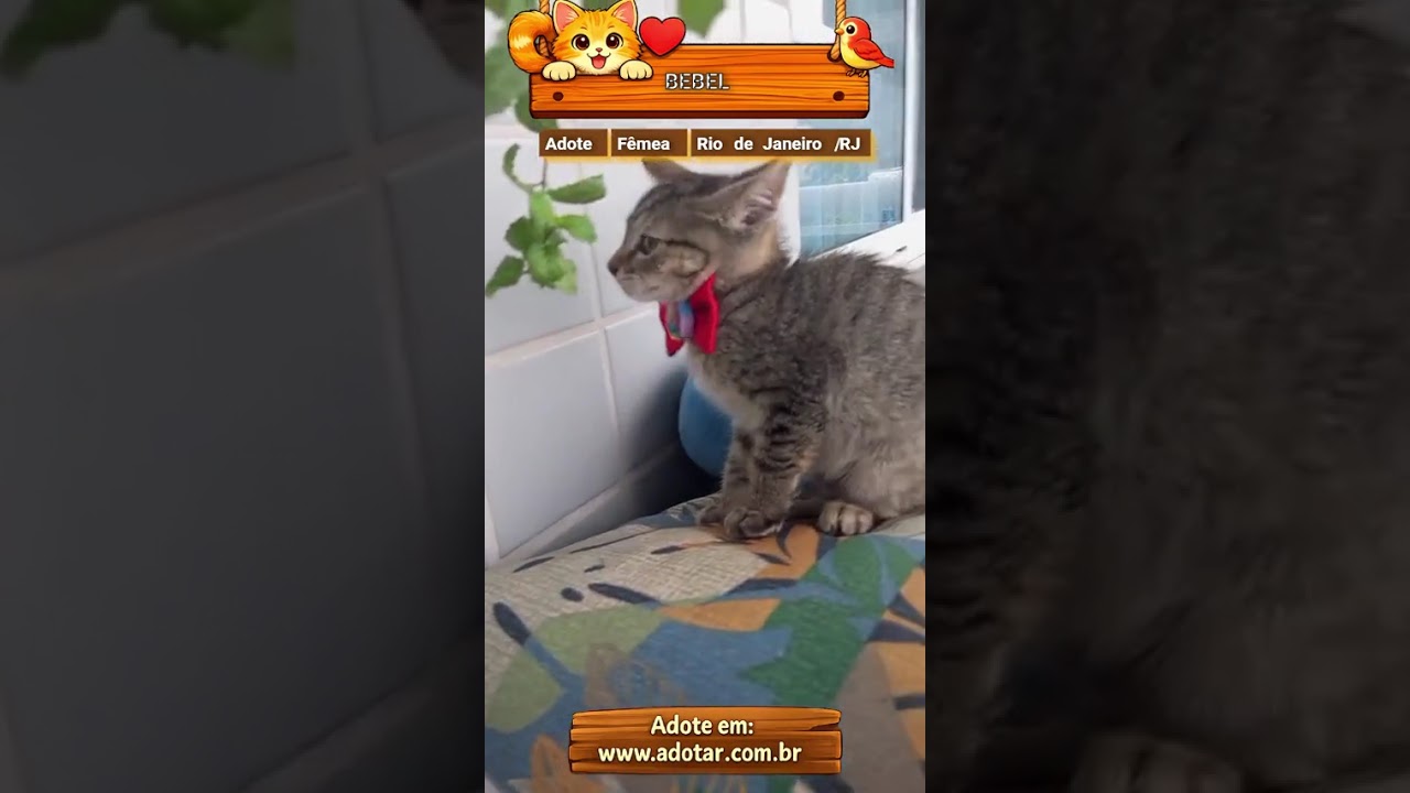 Gato raça SRD-ViraLata idade 2 a 6 meses nome BEBEL