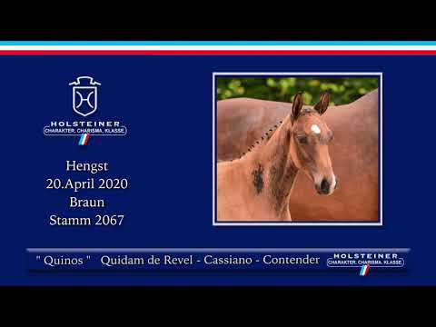 Holsteiner Elite-Fohlenauktion | Nr. 25 v. Quidam de Revel - Cassiano