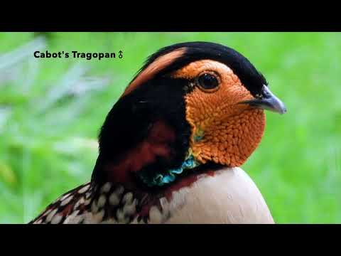 Cabotov tragopan — close-up 4K