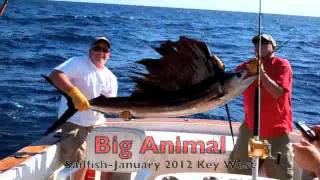 Fishing Key West with Cowboy Charters-Key West-Sailfish with Amos and crew