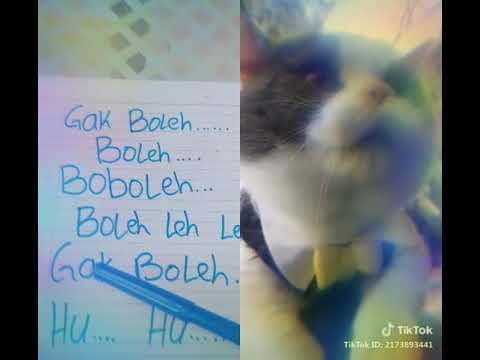 Kucing bisa mgomong dikit lucu ya
