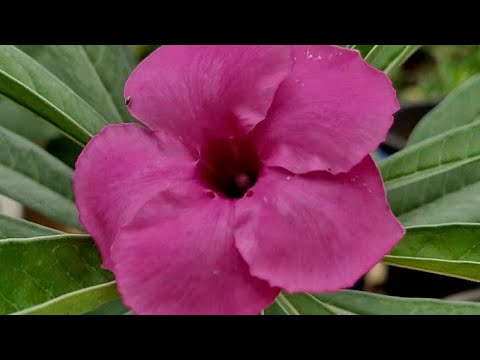 Vrinda garden is live!