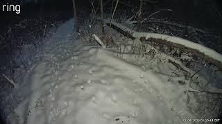 Coyote Grabs Ring Camera In New Lenox Woods, Pt. 2