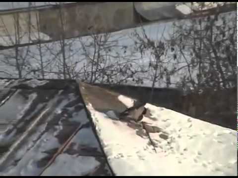 WRONA NA SNOWBOARDZIE