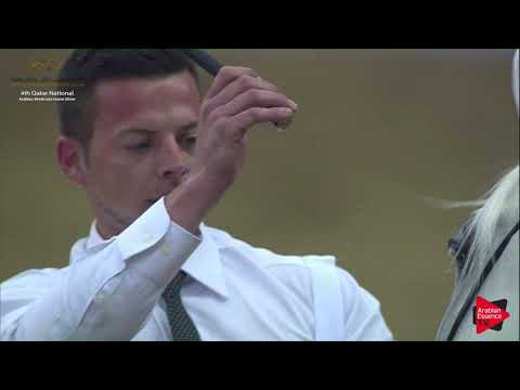 N.181 MOHANNED AL WAAB - 2019 Qatar Nat. Peninsula show - Stallions 7+ Years Old (Class 11-12).mp4