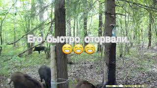 На какую приманку идет кабан