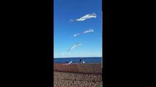 SKY HOOKS? Kites @ Woodbine Beach Toronto