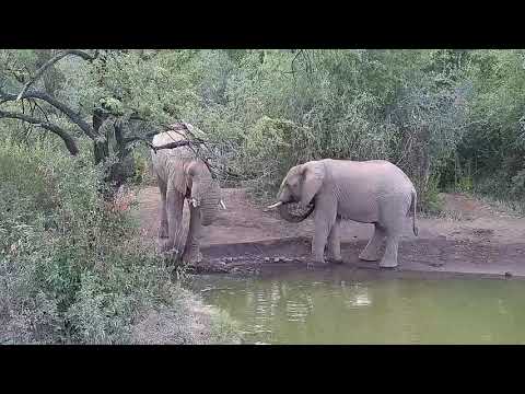 Kwa: Elephants - 17:00 - 06/01/19