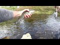Fly Fishing for Grayling on the River Swale