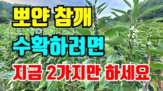 참깨가 통통하게 여물려면?딱 두가지만 하세요