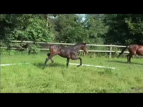 SOLD !!! - Hengstfohlen v. Zauberlehrling PS