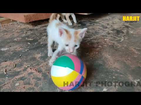 Cat fun Video ,Cat fight video   / Harjit Photographer