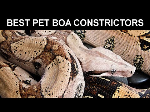 3 Best Pet Boa Constrictors
