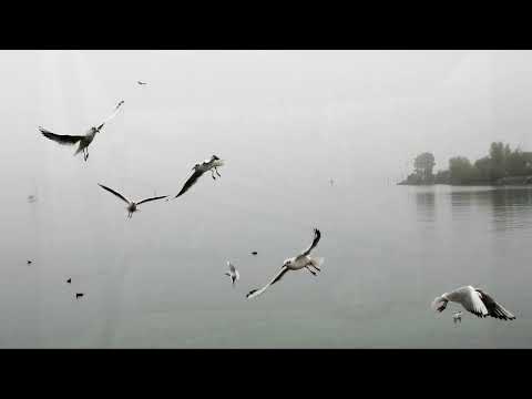 Vlado Gotovac - Zagonetka nasljeđivanja