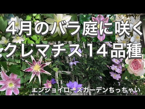 園芸 クレマチス ミス・ベイトマン