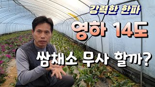 강력한 한파 영하 14도 채소들 무사 할까 ?