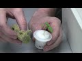 A Great Hydroponic System For Beginners: Pathonor Hydroponic System