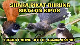 Download lagu SUARA PIKAT SIKATAN KIPAS RIBUT ‼️MP3 TERBUKTI AMPUH mp3 Download lagu SUARA PIKAT SIKATAN KIPAS RIBUT ‼️MP3 TERBUKTI AMPUH mp3
