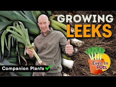 How to Grow Leeks | Follow Along Ultimate Guide