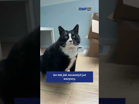 Kot Gacek musi schudnąć. Trafił z ulicy do domu tymczasowego #kot #kotgacek #gacek #kotgacekszczecin