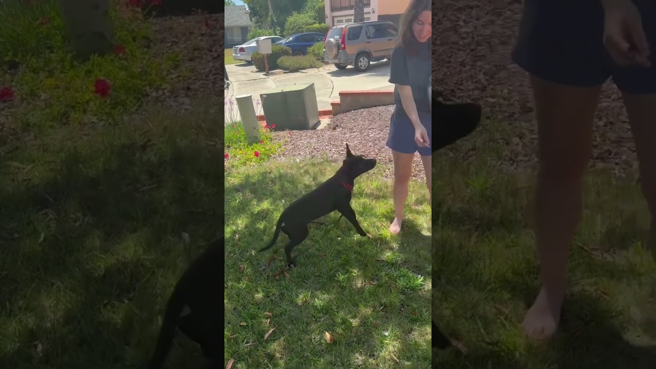 Enlarge Harrison, a Adoptable mixed breed in San Diego, CA video 6/6