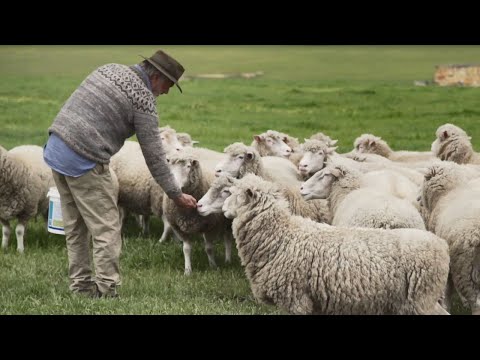 Rams (2021) (Featurette 'The Good & The BAAAAHD of Working With Sheep')