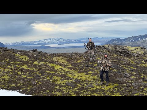 Ptarmigan Hunting in ICELAND - Rjúpnaveiði