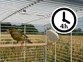 Canary Singing Timbrado Canary Training Video