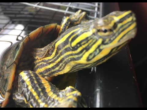 image-Are painted turtles friendly?