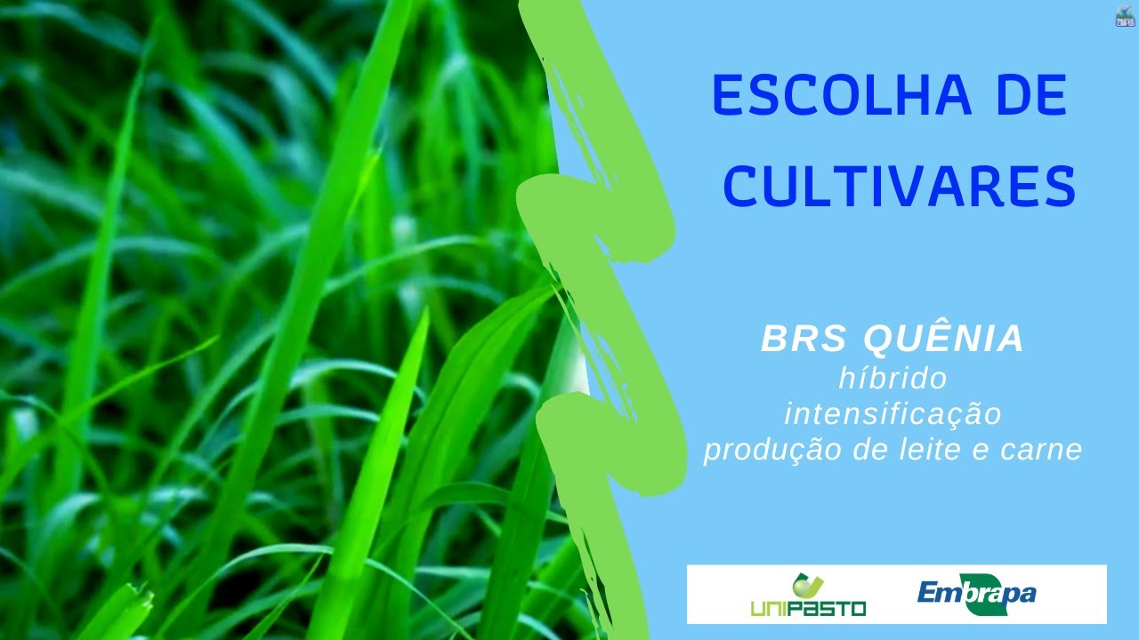 BRS Quênia, cultivar produtiva e de porte intermediário | Série Pasto Certo