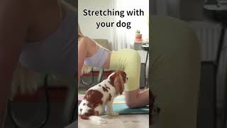 Stretching with your dog（愛犬とストレッチ） #shorts
