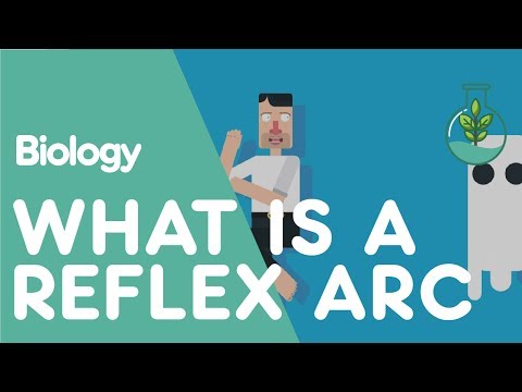 What is a Reflex Arc | Physiology | Biology | FuseSchool