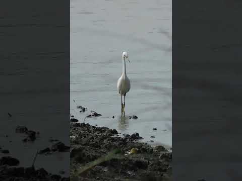 Garza blanca chica desembocadura de arroyo sacra Paysandú Uruguay #flor #birds #avesdeluruguay #aves