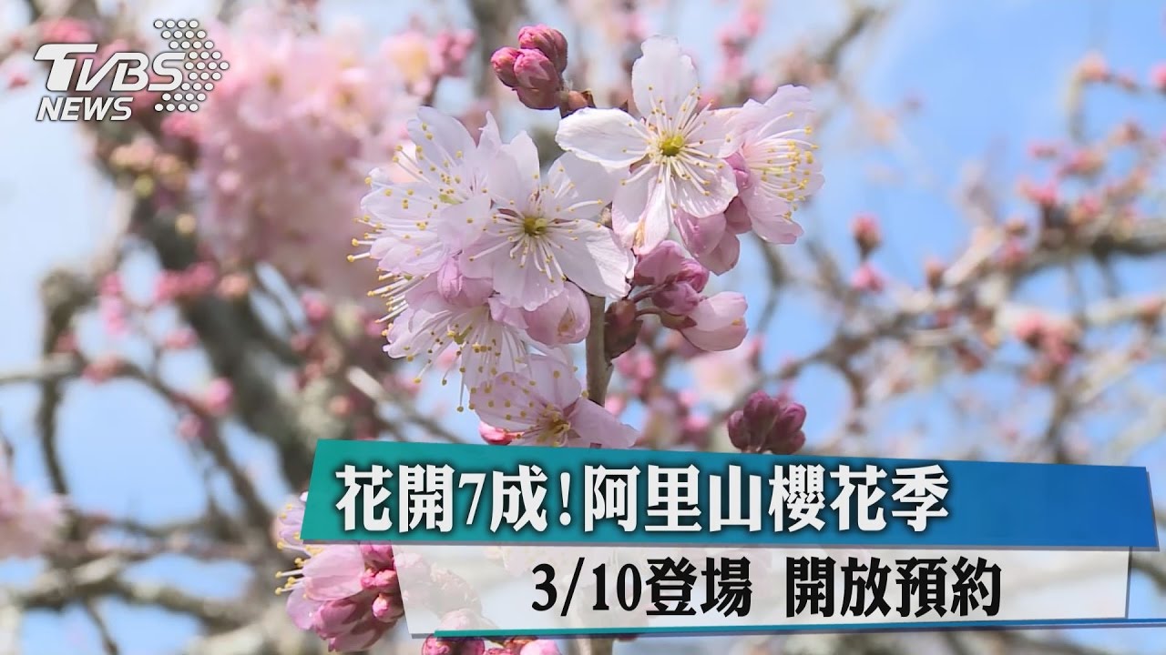 花開7成！阿里山櫻花季3月10日登場　開放預約