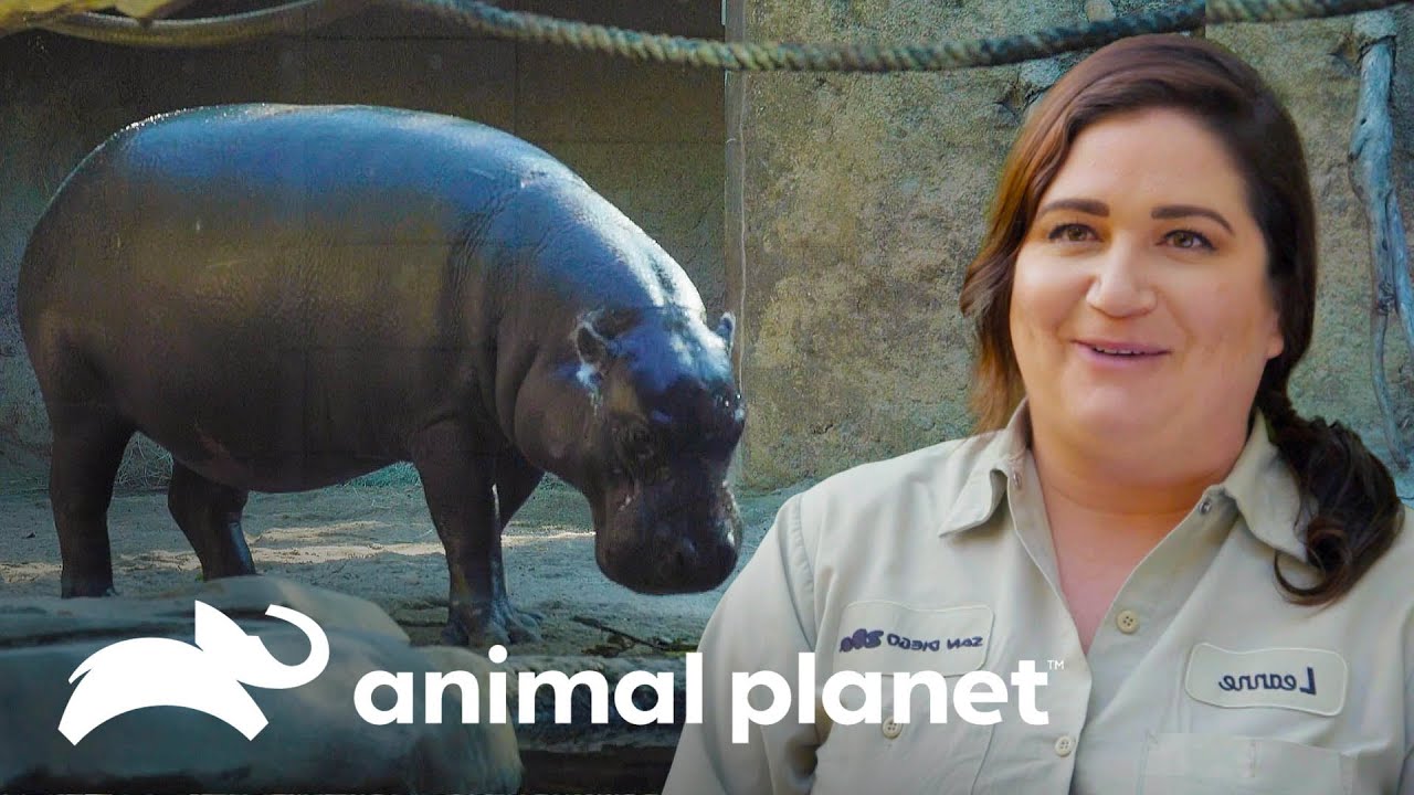Cuidados especiais para a gravidez de hipopótamo | O Zoológico de San Diego | Animal Planet Brasil