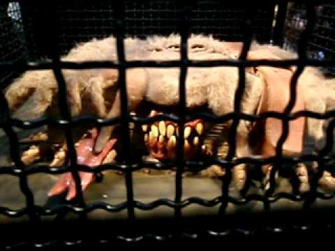 The Monster Book of Monsters - Wizarding World of Harry Potter