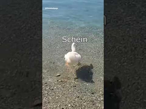 The Dawgs on vacation #funny #animals #animals #meme #laugh #happy #2homiedawgs