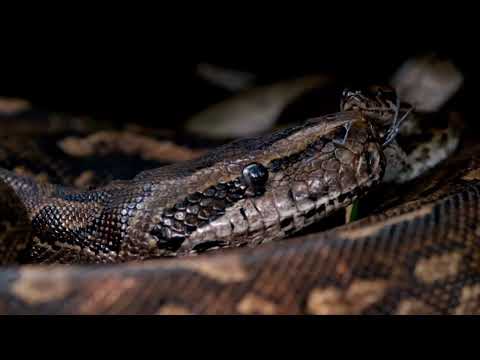 Mortimer Sugar aka Melo5 - Animal Kingdom (Prod by Gspot) [HEKATE CARA A]